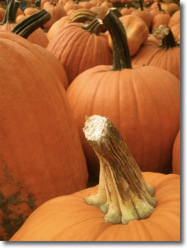 pumpkin
